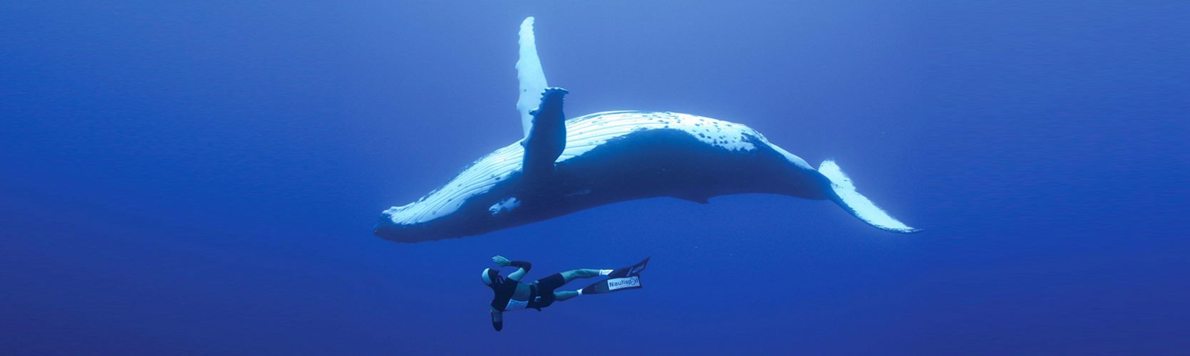 Whale Watchers Welcome!