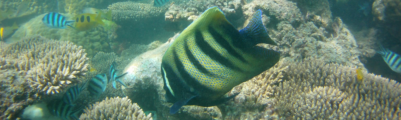 The Ningaloo Reef