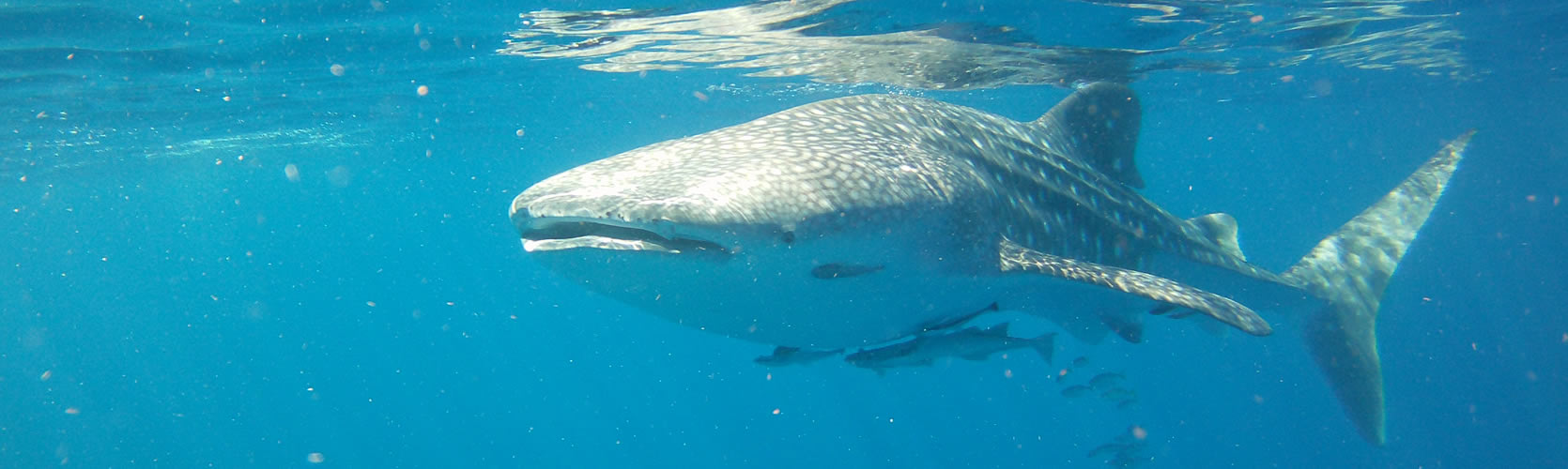 Info About the Whale shark