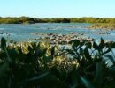 Mangrove-Bay