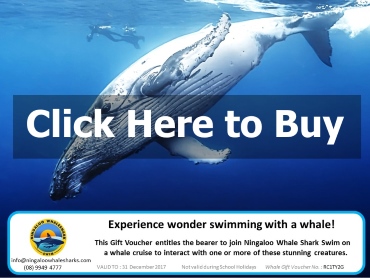 Whale-Swim-Gift-Voucher