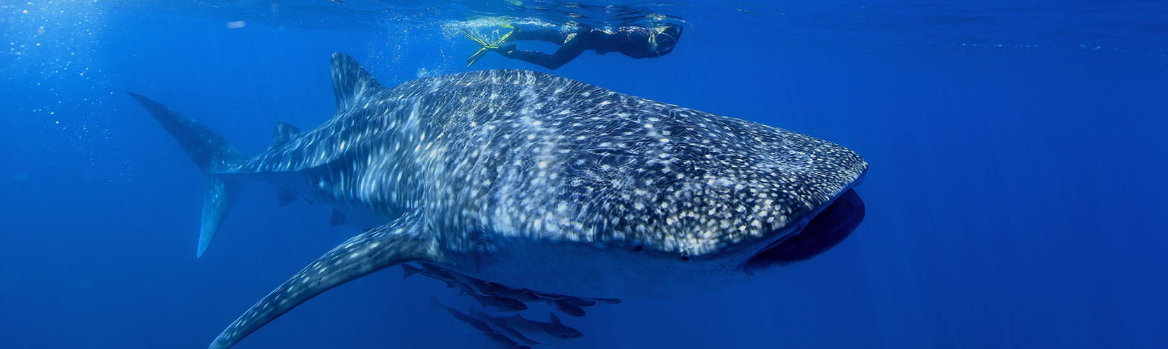 Young Children, Pregancy and Whale Shark Tours