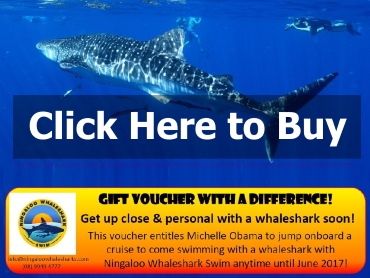 whale-shark-gift-voucher