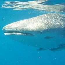 Whale Shark Facts