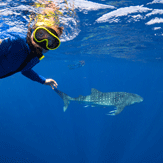 coral bay tours whale sharks